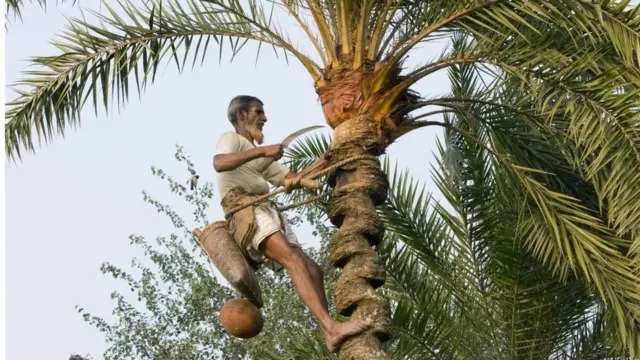 একজন গাছি খেজুর গাছ থেকে রস আহরণ করছেন
