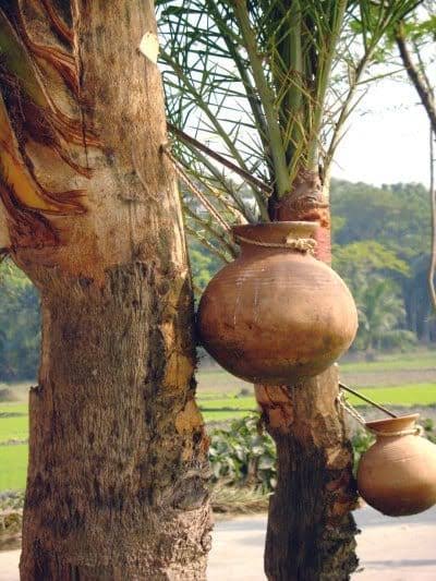 রস সংগ্রহের মাটির হাঁড়ি