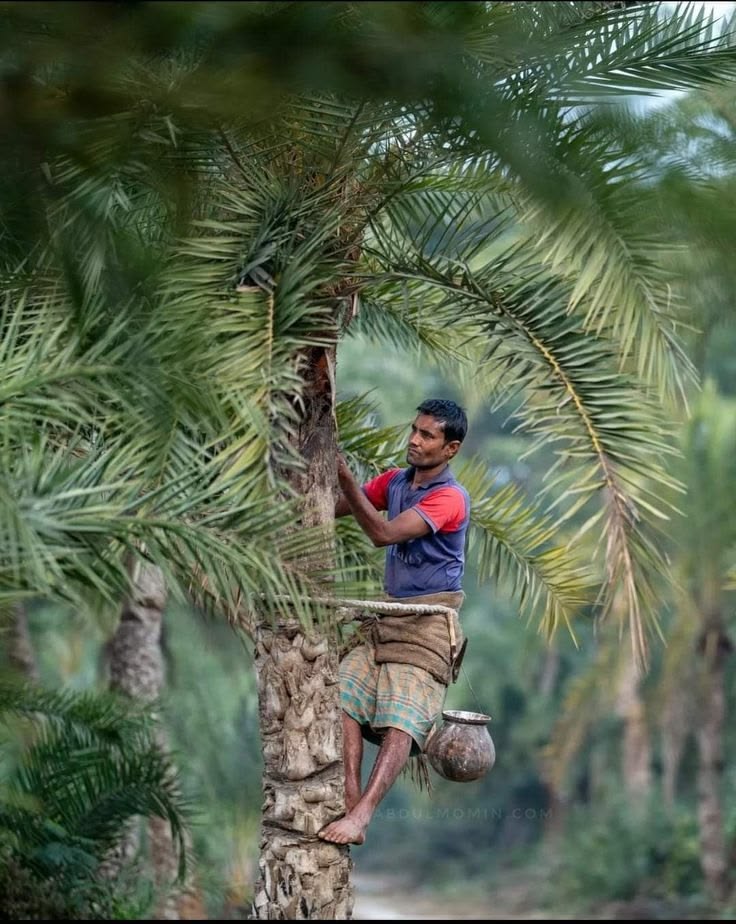 সবুজ খেজুর বাগানে গাছি