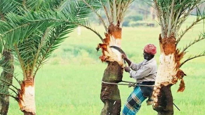 খেজুর গাছ কাটার দৃশ্য
